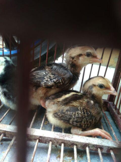 Karpet Panjang 1 Meter Tinggi 86cm Talang Warna Merah Penahan Anti Air Bocor