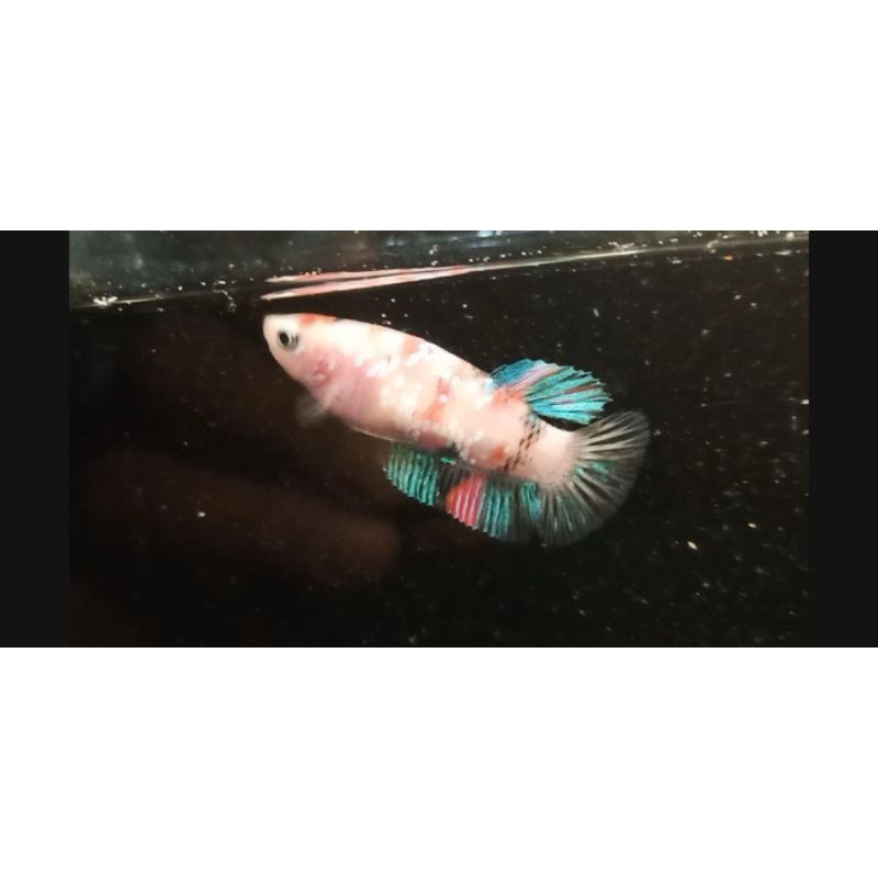

Galaxy/Multicolor/KOI/Fancy Female