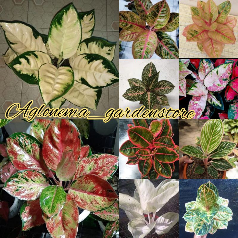 PAKET 10 BONGGOL AGLONEMA , BERBAGAI JENIS AGLONEMA.