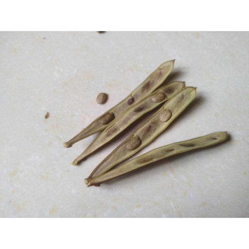 biji kaliandra surinamensis