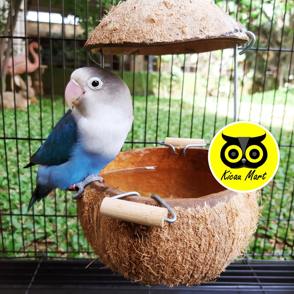 TEMPURUNG BATOK KELAPA KAWAT CEPUK WADAH PAKAN MAKAN MINUM BURUNG LOVE BIRD HAMSTER MARMUT BTKWT