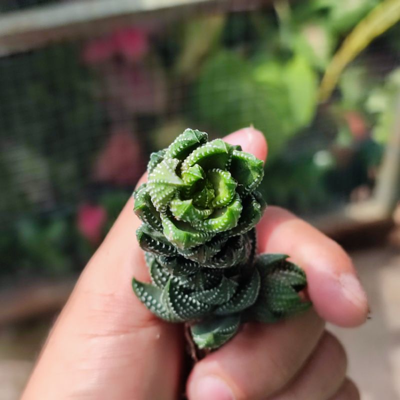 Haworthia coarctata tower sukulen unik