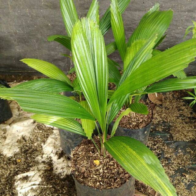 Bibit tanaman palm kol palem kol