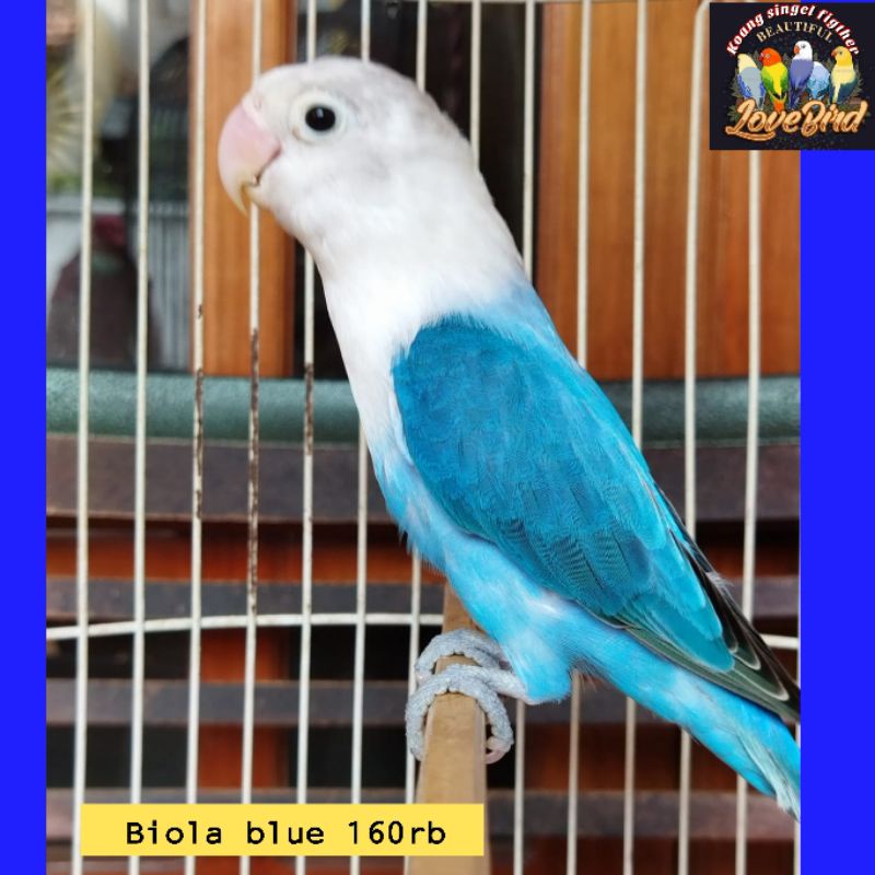 Jual burung love bird biola blue promo murah Shopee Indonesia