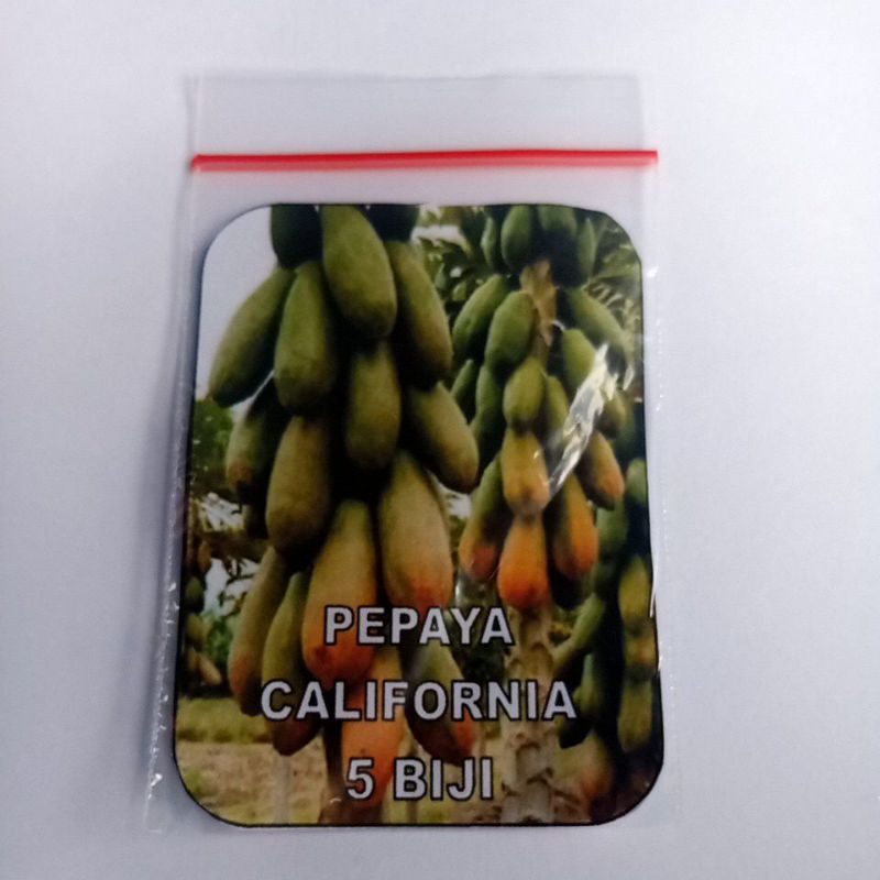 Biji Pepaya California Benih Pepaya California Siap Semai