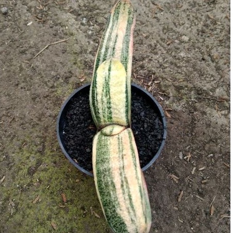 kaktus sukulen// gasteria batesiana varigata kuning