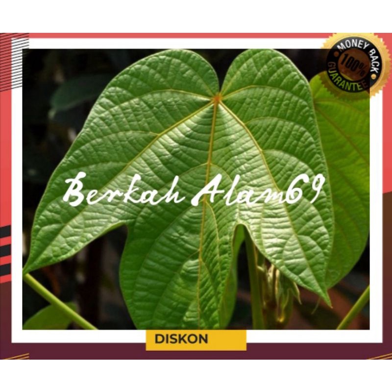 

Promo Daun Picung Segar 500gr petik langsung