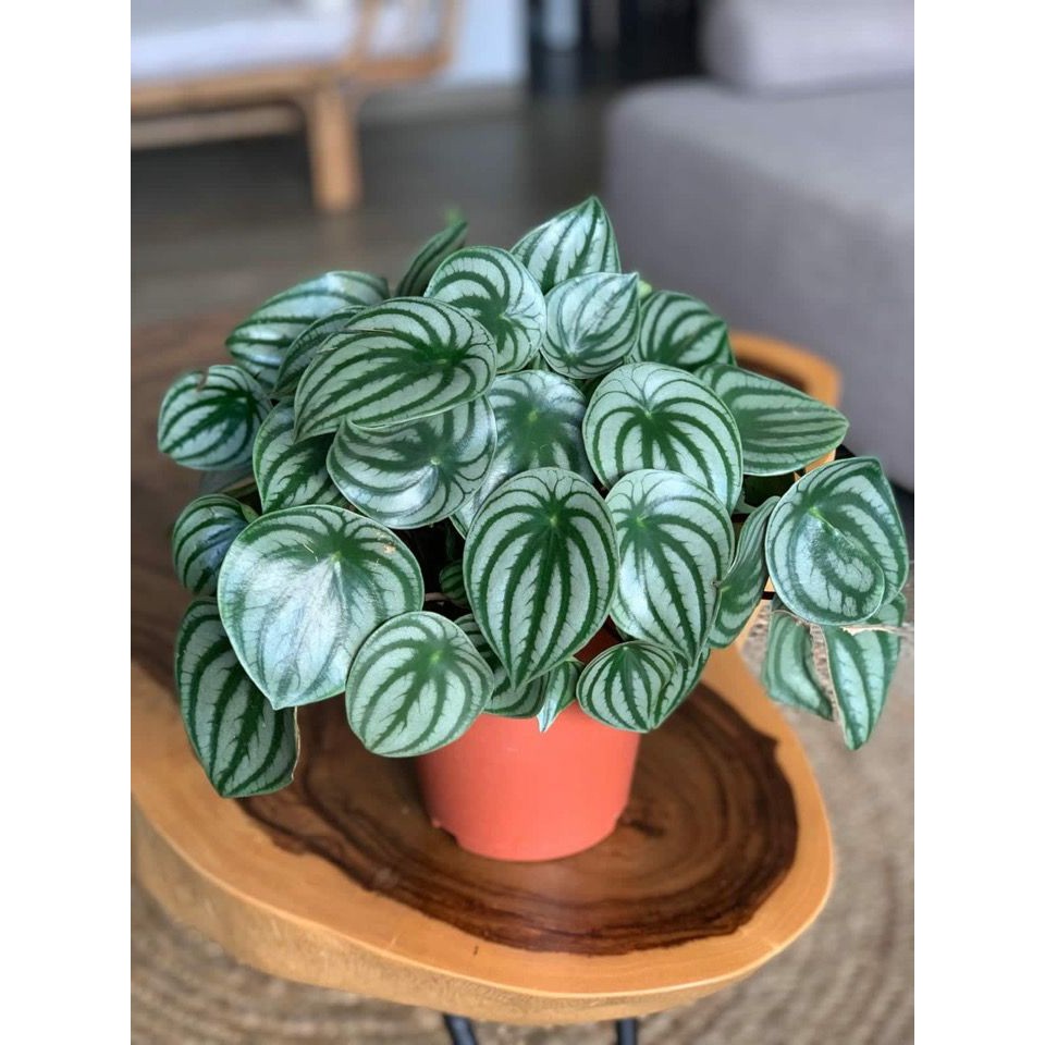 Peperomia Watermelon