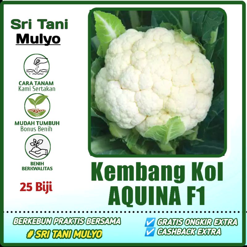 25 Biji - Benih Kol AQUINA F1 CAP PANAH MERAH - Bibit Tanaman Sayur Sayuran Bunga Kol Kubus Brokoli