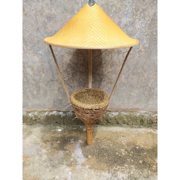 sarang burung cucak rowo