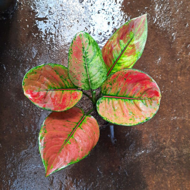  Aglonema  Heng  Heng  mutasi murah Tanaman hias aglaonema  