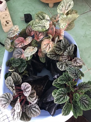 Tanaman Peperomia Caperata Merah Shopee Indonesia