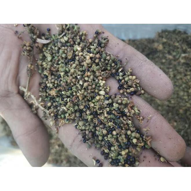 trm asli 1 ons benih biji pohon kayu cendana ntt wangi bibit buah