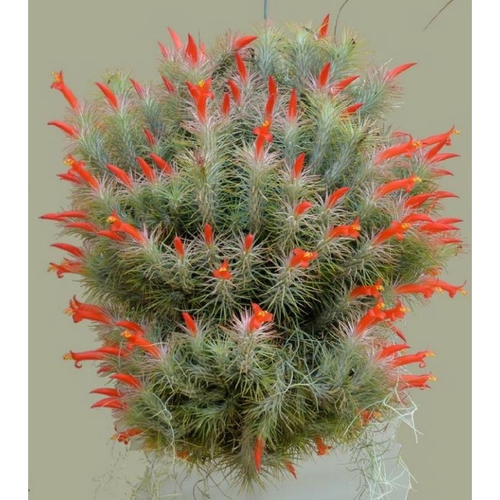 tanaman hias tillandsia funckiana/funkiana air plant