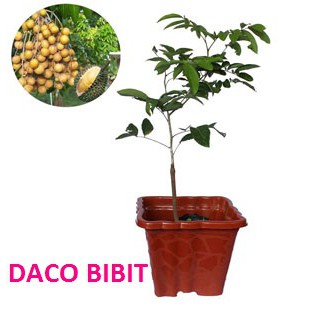 KELENGKENG AROMA DURIAN