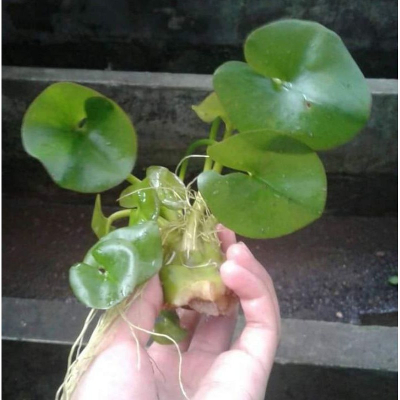 water lily tanaman aquascape