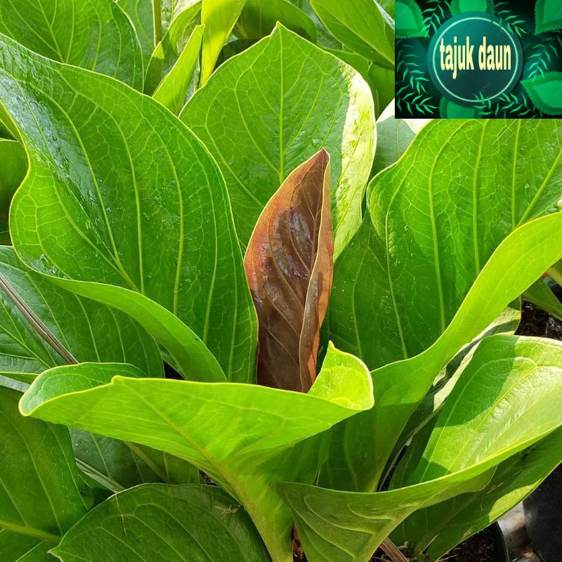Anthurium jemani cobra - Anturium Jemani kobra