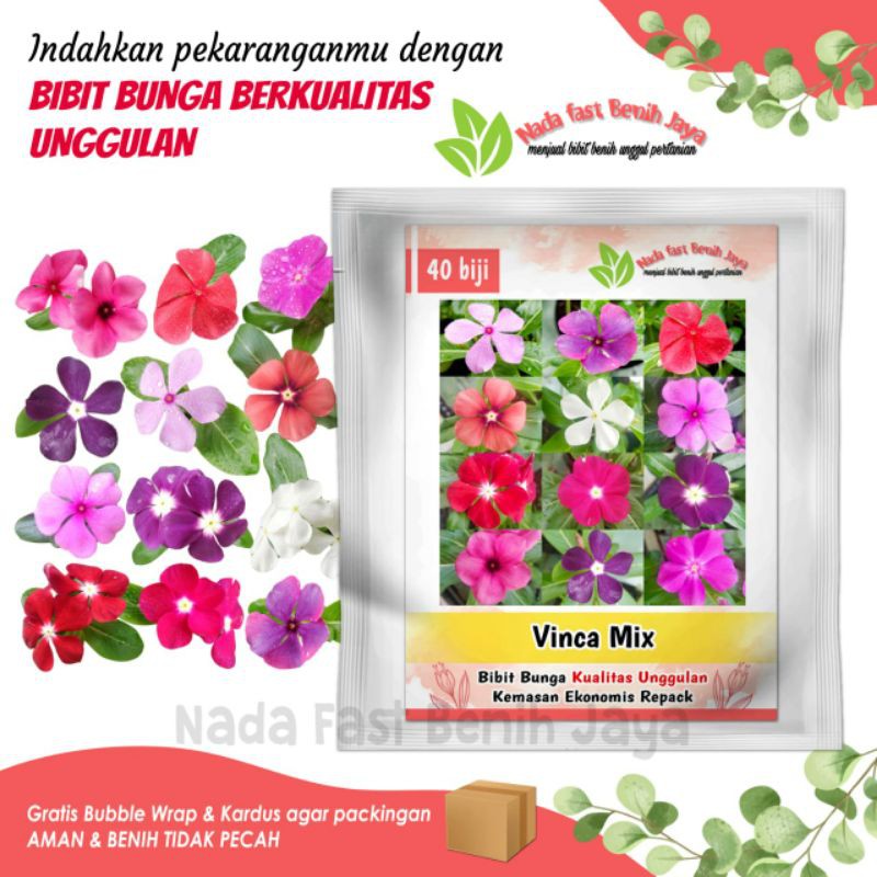 Bibit benih bunga tapak dara - benih bunga vinca mix - benih tanaman hias