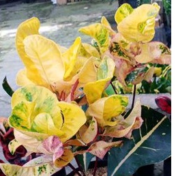 TANAMAN HIAS PURING PINK SHOP RAWATAN MURAH