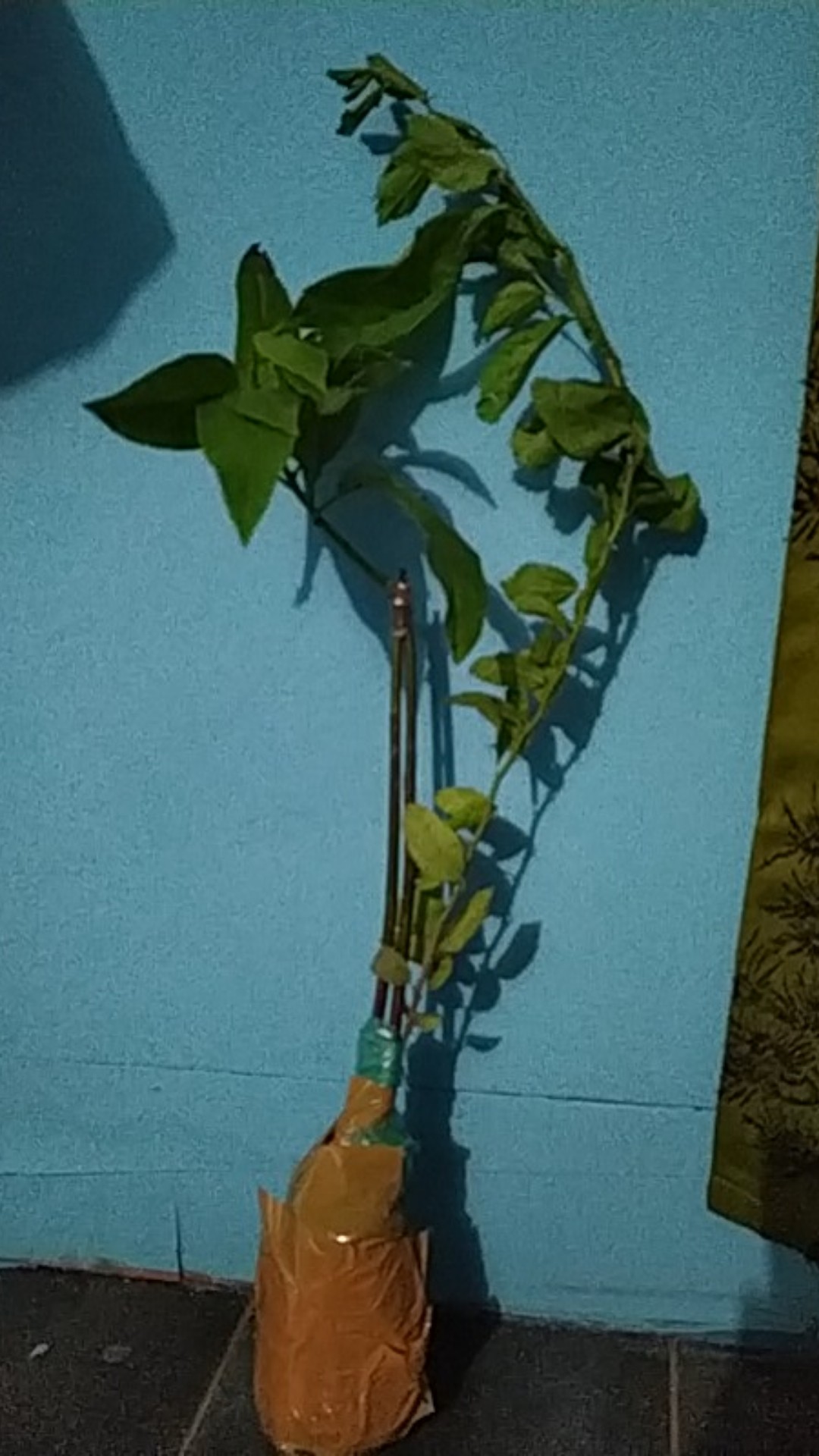 Bibit Alpukat Kendil Super Unggul