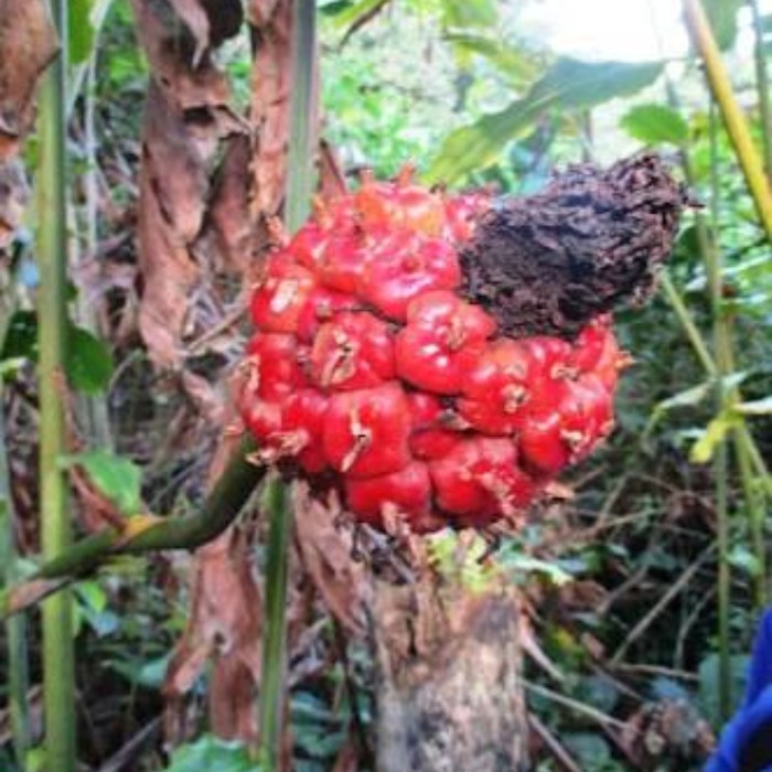 

terabaru honje /buah kecombranng terbaru segar