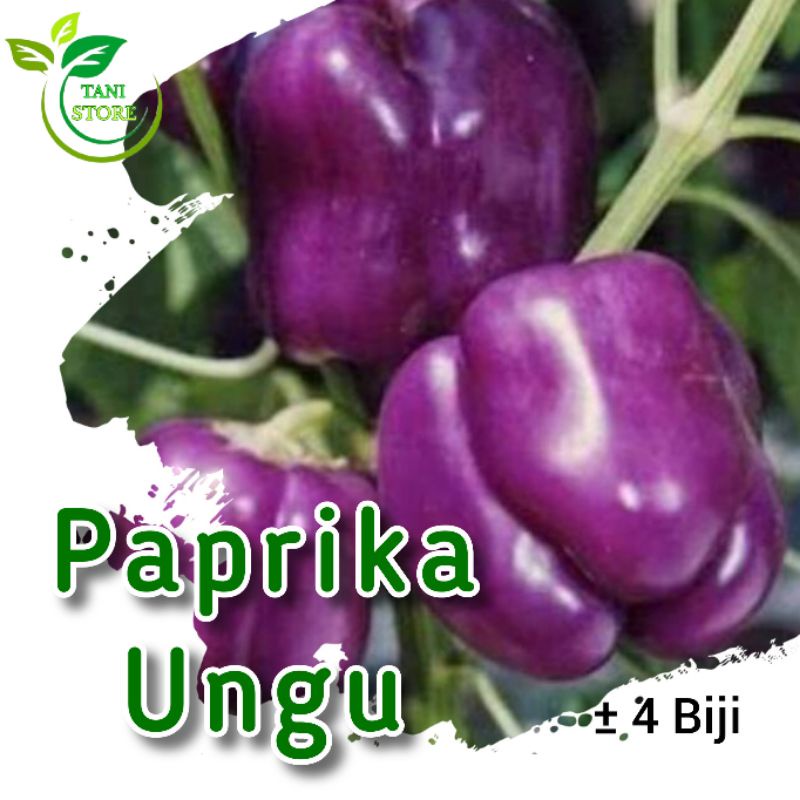 ±4 biji benih paprika ungu F1_bibit paprika