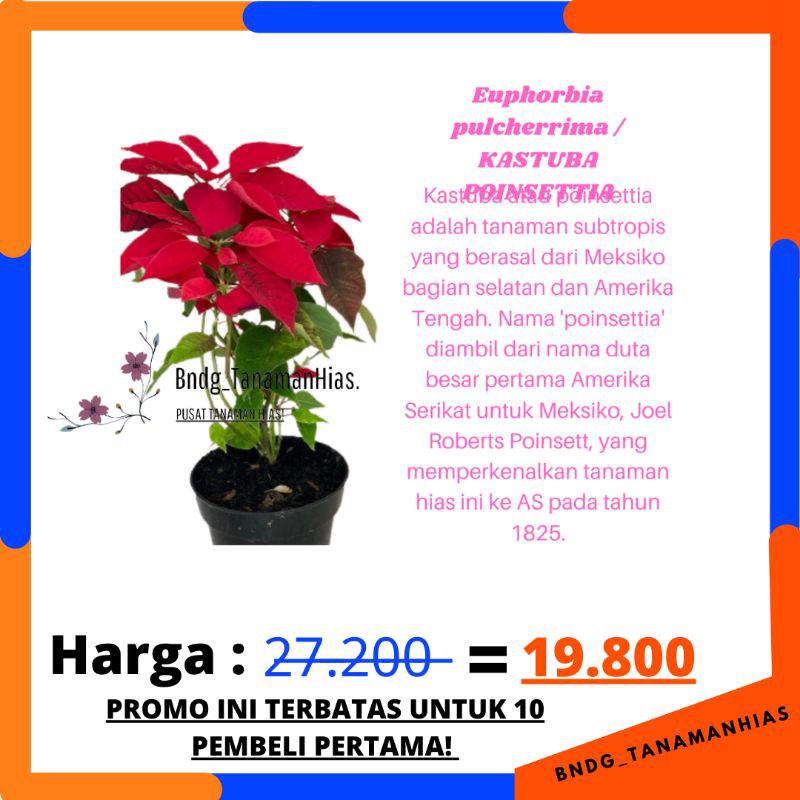 PROMO TANAMAN HIAS BUNGA SUPER KASTUBA POINSETTIA WARNA MERAH | TERMURAH