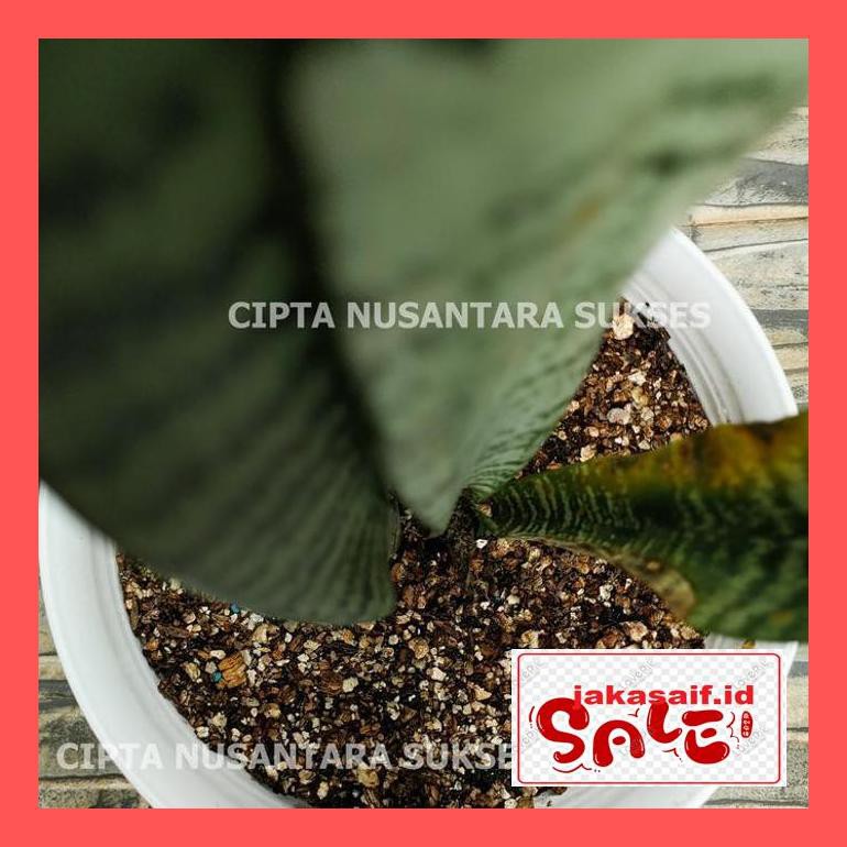 

Tmn470Si Vermiculite 1 Kg 74Yrma