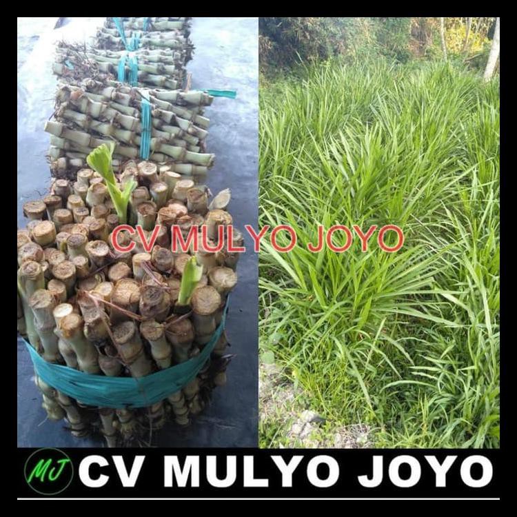 Benih Bibit Rumput Odot Bibit Rumput Pakan Ternak Sapi Kambing