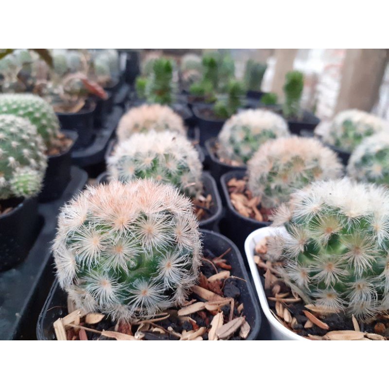 Kaktus Mammilaria Carmenae