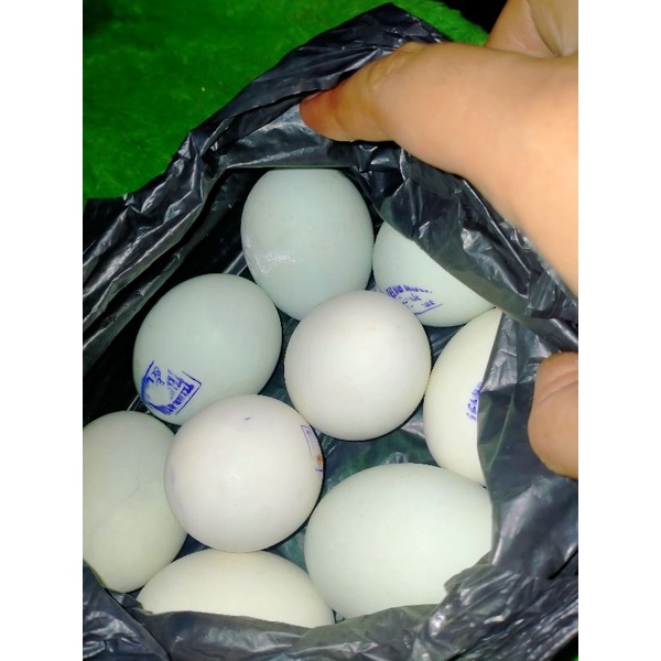 

TELUR ASIN BEBEK