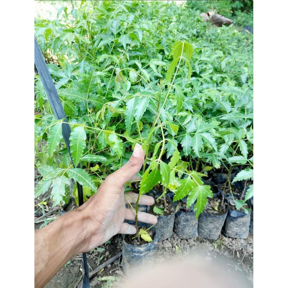 Murah Bibit Pohon Daun Mimba Mimbo Murah