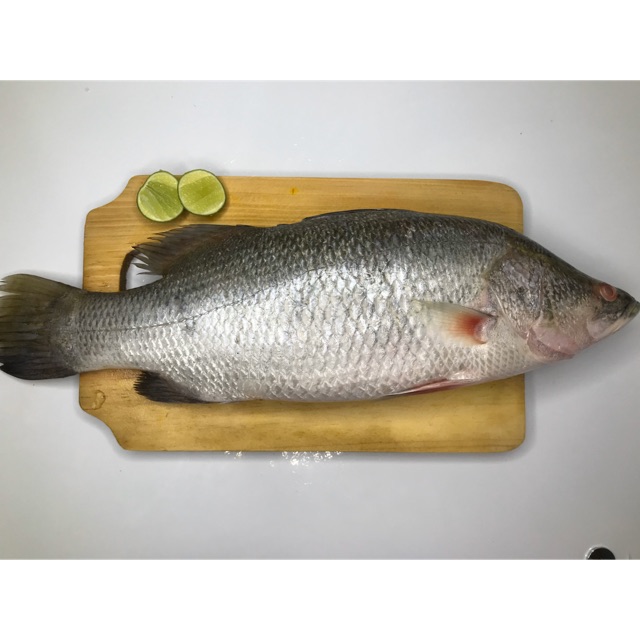 

Kakap Putih Barramundi 1 kg