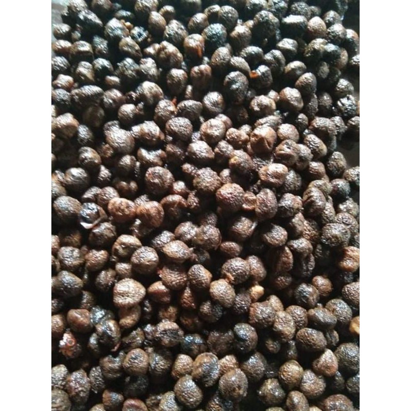 

biji tua jernang super dragond blood cocok untuk di semai
