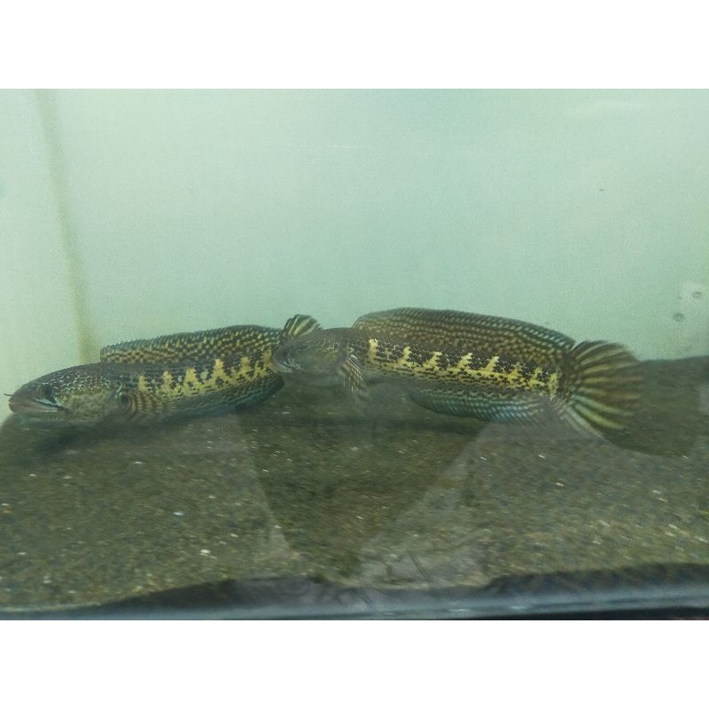 Channa Aurati 20-22cm