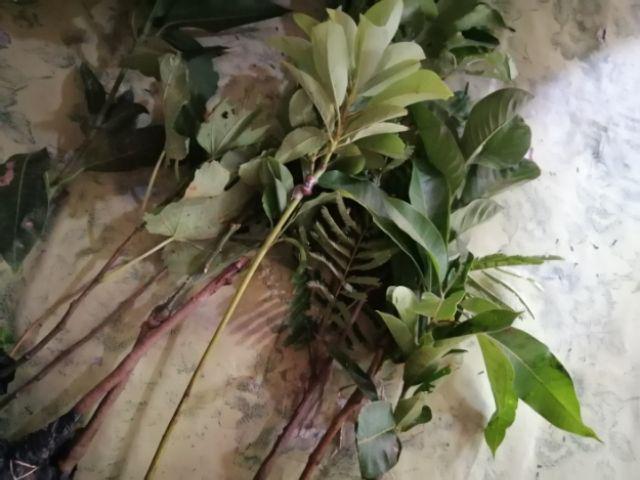 Bibit Tin Green Yordan Mumer