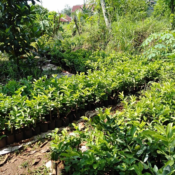 Bibit Pohon Jambu Merah Biji//Jambu Merah Biji