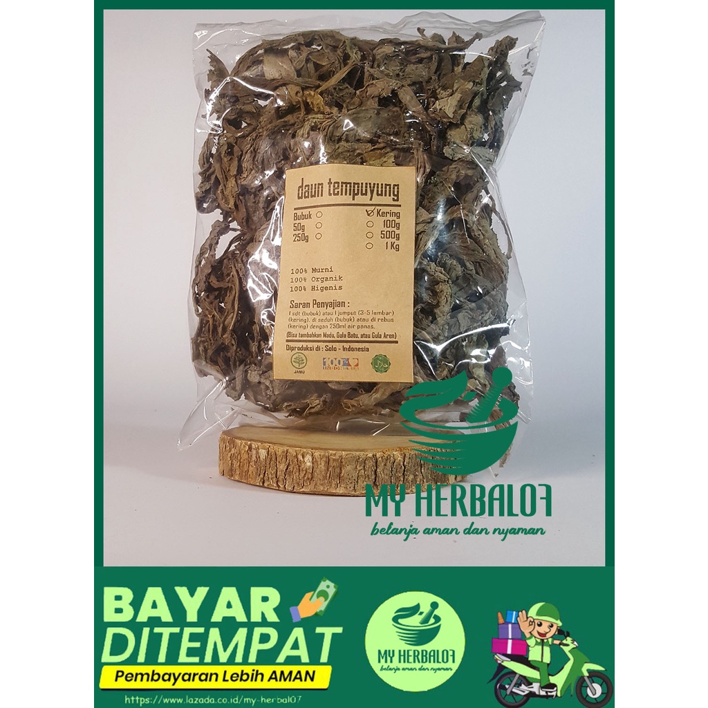 Obat Herbal Jamu Teh Daun Tempuyung Kering Murni Tanpa Campuran / Obat Batu Ginjal Peluruh Batu Ginj