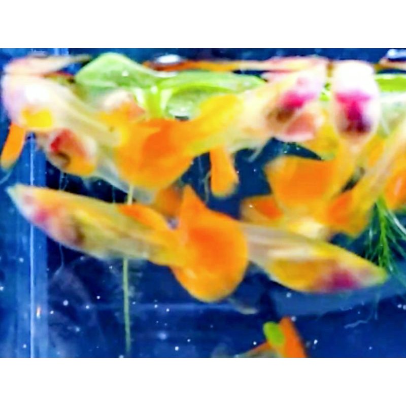 Guppy albino snakeskin red tail glass Belly