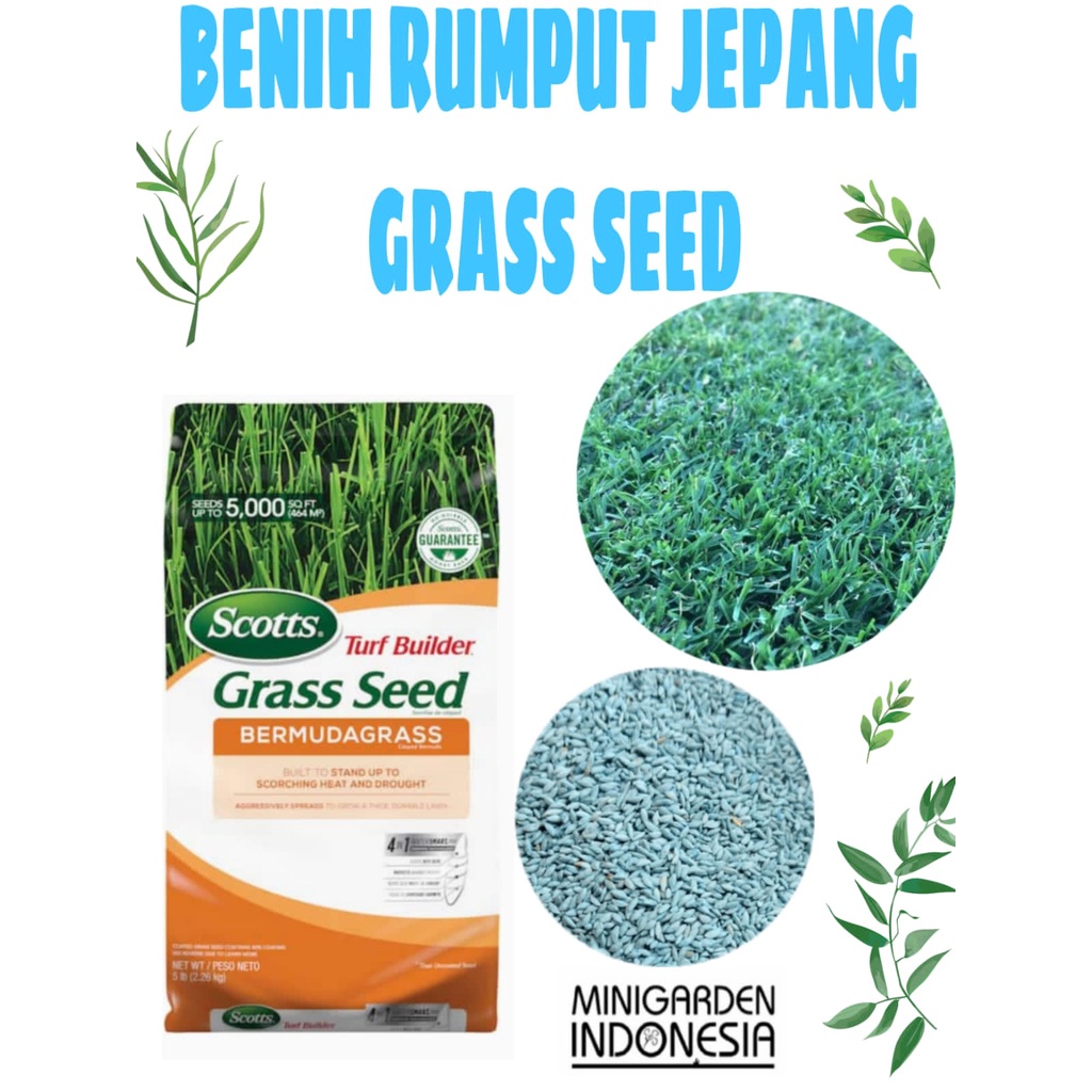 BIJI BENIH RUMPUT JEPANG GOLF BERMUDA GRASS SEED SCOTTS rumput gajah