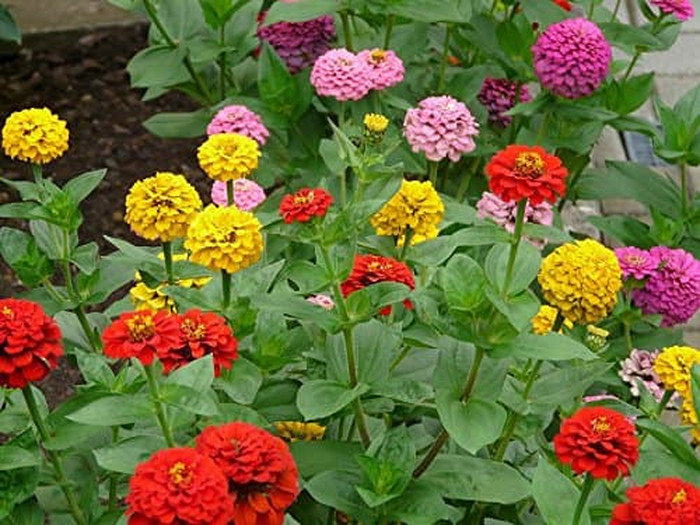 Haira Seed BIbit-Biji Bunga Zinnia California Giant Mix