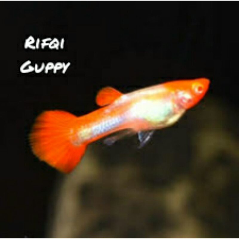 Ikan Guppy Albino Koi Ikan Hias