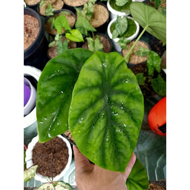 tanaman hias alocasia cuprea keladi tengkorak hijau