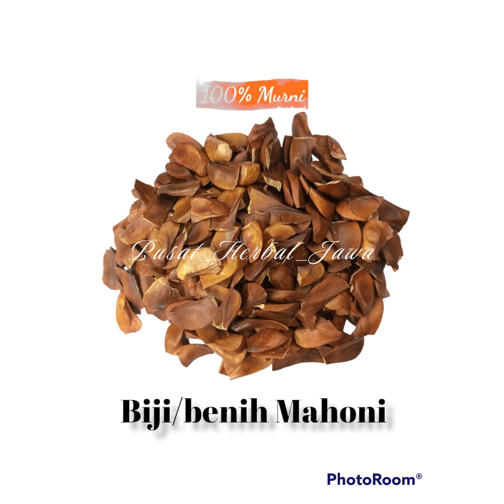 Biji mahoni kering 100 grm bibit unggul mahoni