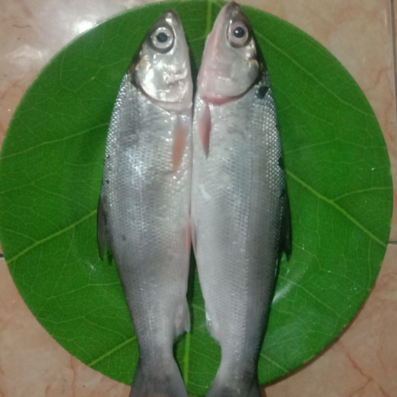 

Ikan bandeng