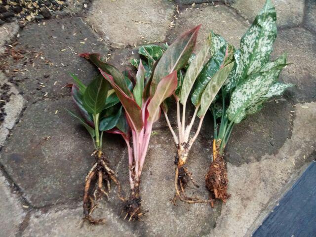 Tanaman Hias Murah 4 Aglonema/paket Aglaonema Hemat Aglo Donacarmen Lipstick Snow White Rotundum
