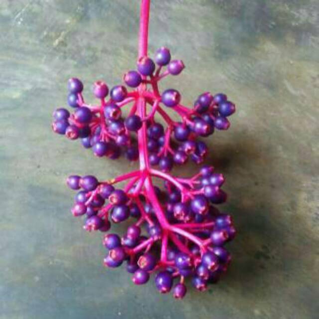 

Buah parijoto asli gunung muria