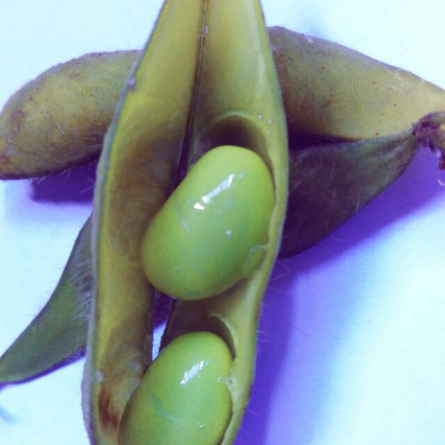 

Edamame Mentah