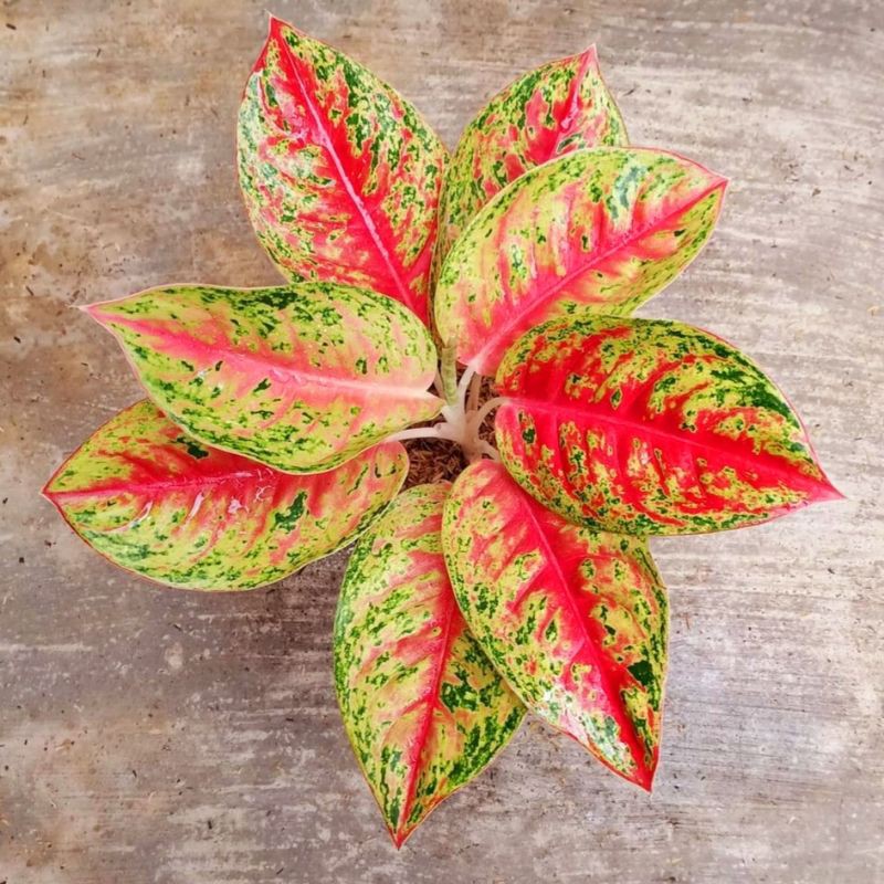 Aglonema Mahasety / Aglaonema Mahasety / Tanaman Aglonema ratudaun nursery