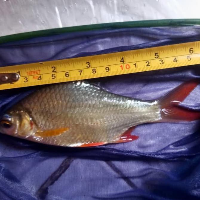 TERBARU TERLARIS IKAN KAPIAT HITAM BESAR PEMAKAN KUTU KOI DAN SISA MAKANAN